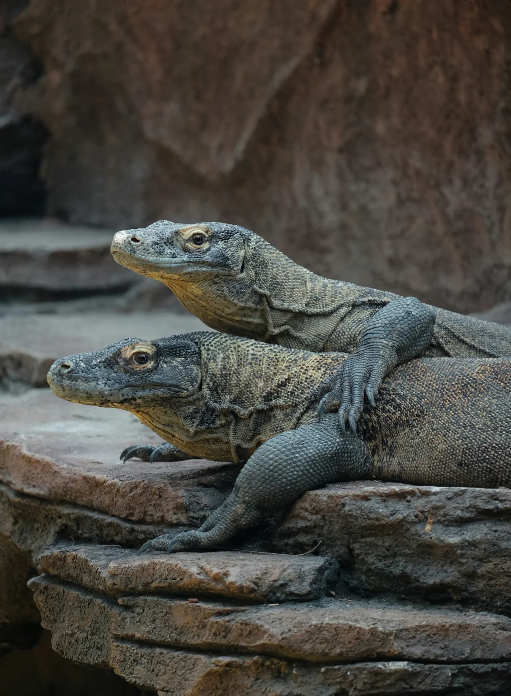 Komodo dragons