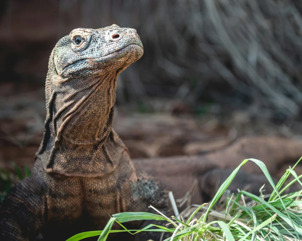 Komodo dragon